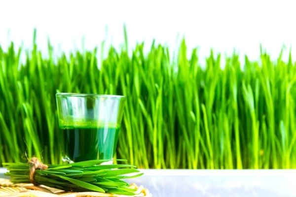 how to make wheatgrass juice in Vitamix